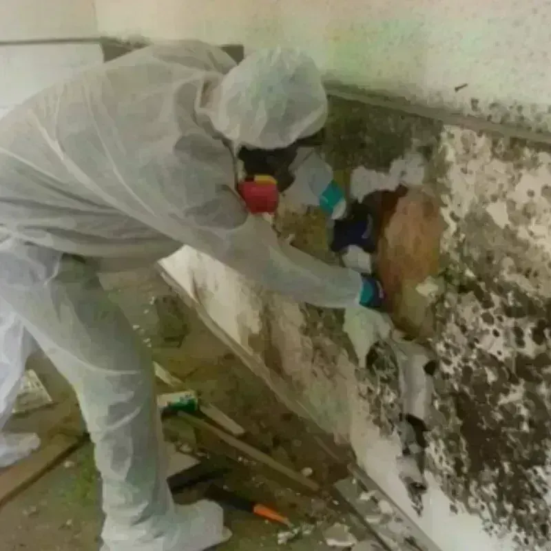 Mold Remediation and Removal in Mound Bayou, MS